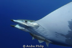 eyecontact with a mobula ray by Andre Philip 